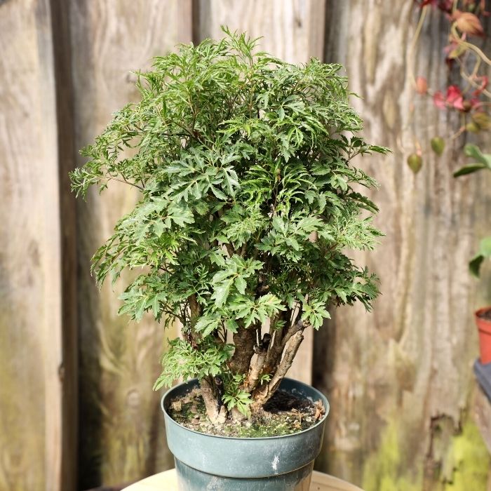 ming tree bonsai Ming Aralia
