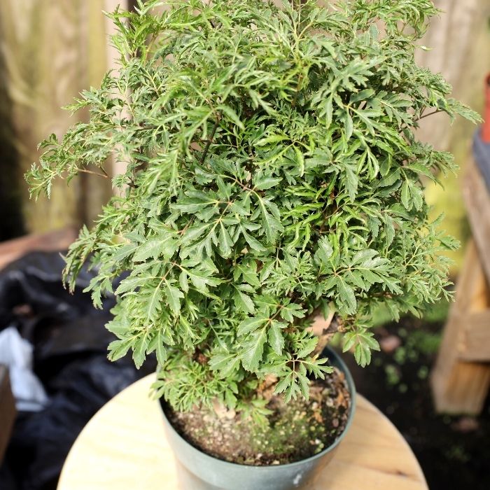 Ming Aralia Plants for Sale