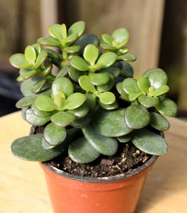 Mini Leaf Jade Plants