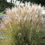 Miscanthus Morning Light with fluffy shoots