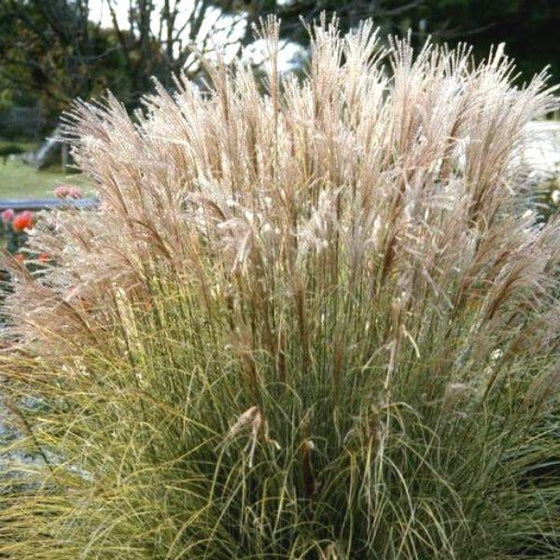 Miscanthus Morning Light with fluffy shoots