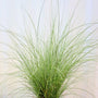 miscanthus morning light in spring