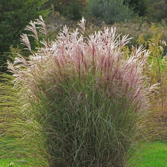 miscanthus morning light blooms bright pinkish pink plumes in fall