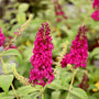 Miss Molly Butterfly Bush with attracts Monarch Butterfly on Bright Pink Flowers