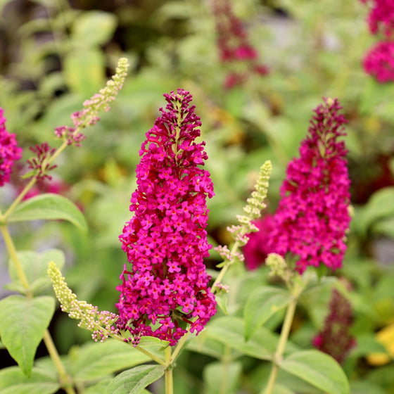 Miss Molly Butterfly Bush with attracts Monarch Butterfly on Bright Pink Flowers
