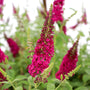 close up of miss molly butterfly bush blooms