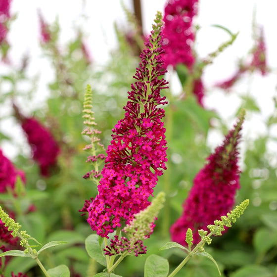 close up of miss molly butterfly bush blooms