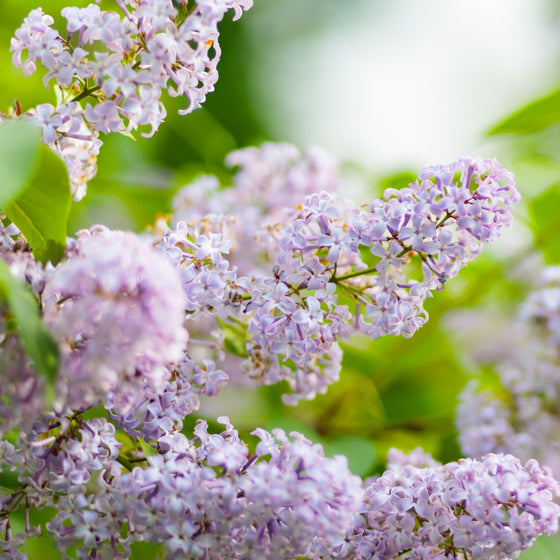 close up of lilac purple blooms on lilac miss kim