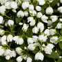 Snowbelle Mock Orange white bell shaped blooms and evergreen foliage