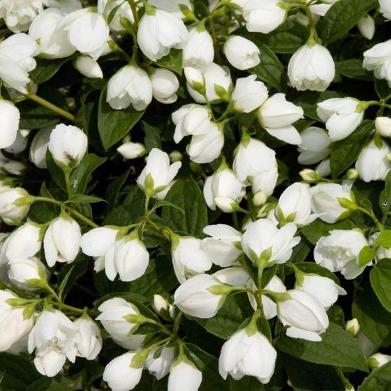 Snowbelle Mock Orange white bell shaped blooms and evergreen foliage