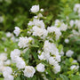 Mock Orange Snowbelle Shrubs in full bloom with white ruffled flowers and green foliage