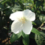 ruffled white flower of Mockorange Snowbell against dark green foliage