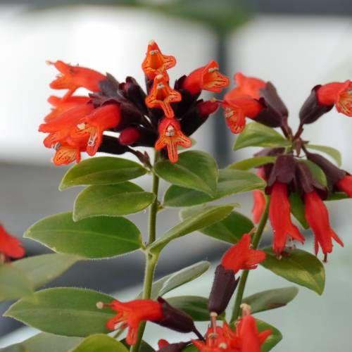 mona lisa lavender plant Buy Mona Lisa Lipstick Plants Online