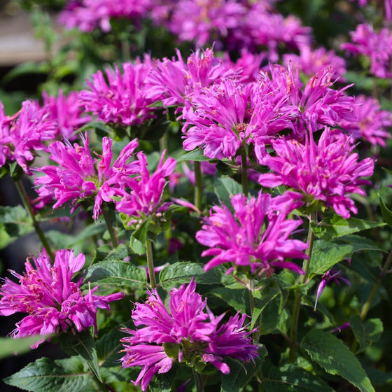 pollinator garden summer perennial monarda