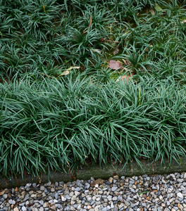 Mondo Grass