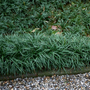 Lush evergreen carpet of Mondo Grass used as a border edging in a shaded garden.
