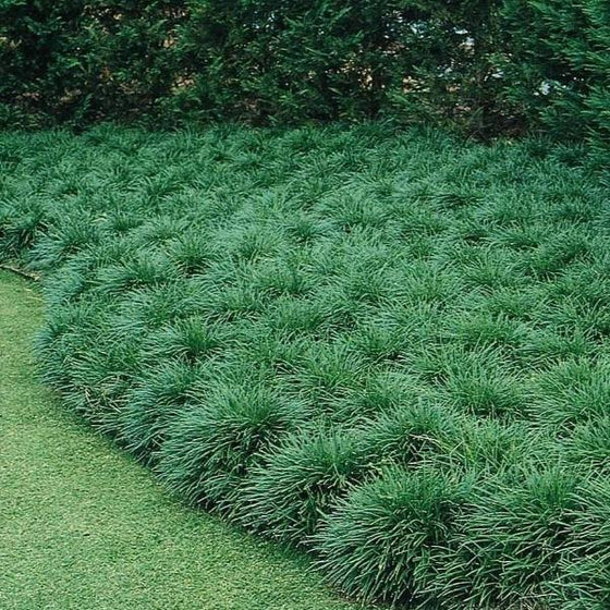 Low, dense clumps of glossy green Mondo Grass showing compact evergreen habit.