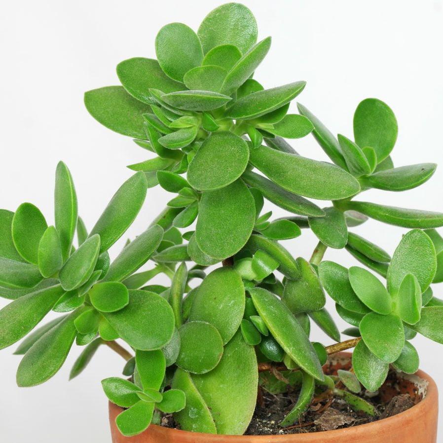 money maker plant images Money Maker' Jade Succulent