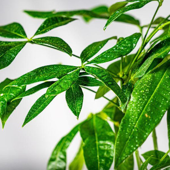 Money Tree, Pachira aquatica has bright green leaves