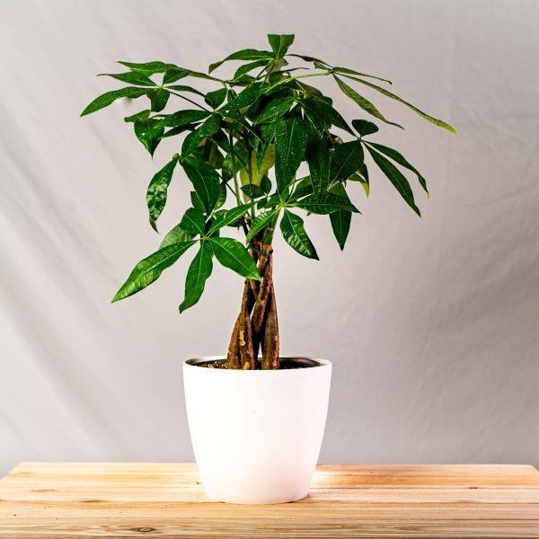 closest money tree near me Buy Money Tree Plants Online