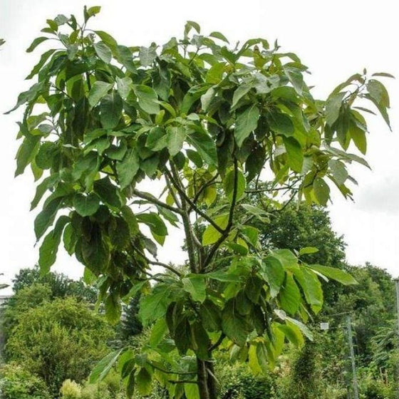 Large Monroe Avocado Tree with full green leaves