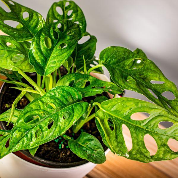 planterina monstera adansonii Monstera Adansonii (Swiss cheese) 6"
