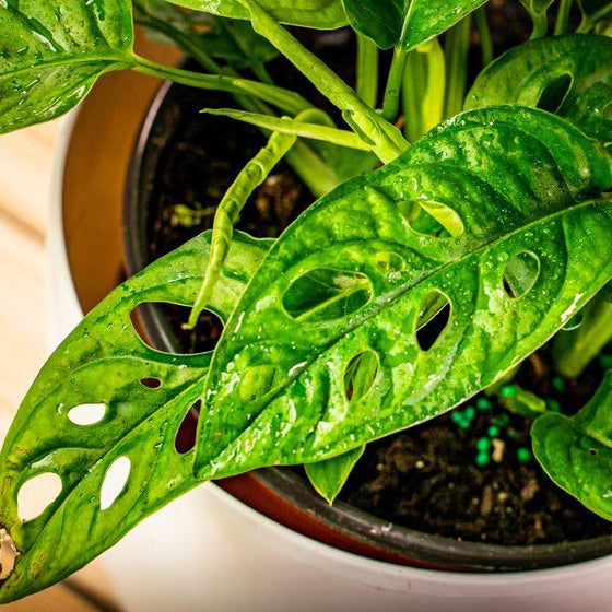 Close up of tropical Swiss Cheese vine plant with unique glossy leaves full of holes
