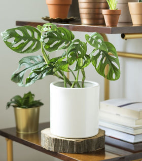 Monstera adansonii