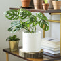 Green foliage of Swiss Cheese Vine Plant in white pot with exotic leaves