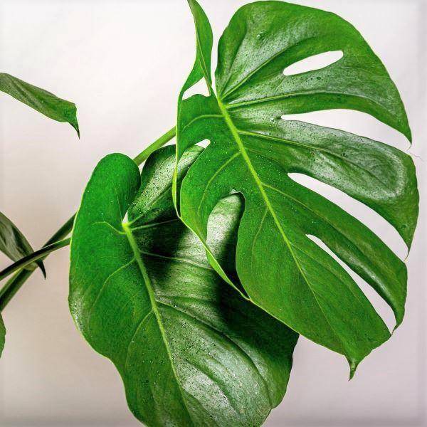 philodendron monstera deliciosa Monstera deliciosa (6in+) 6in