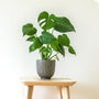 small split leaf philodendron in a grey pot