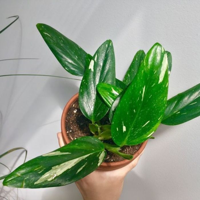 Philodendron Cobra for Sale | Garden Goods Direct