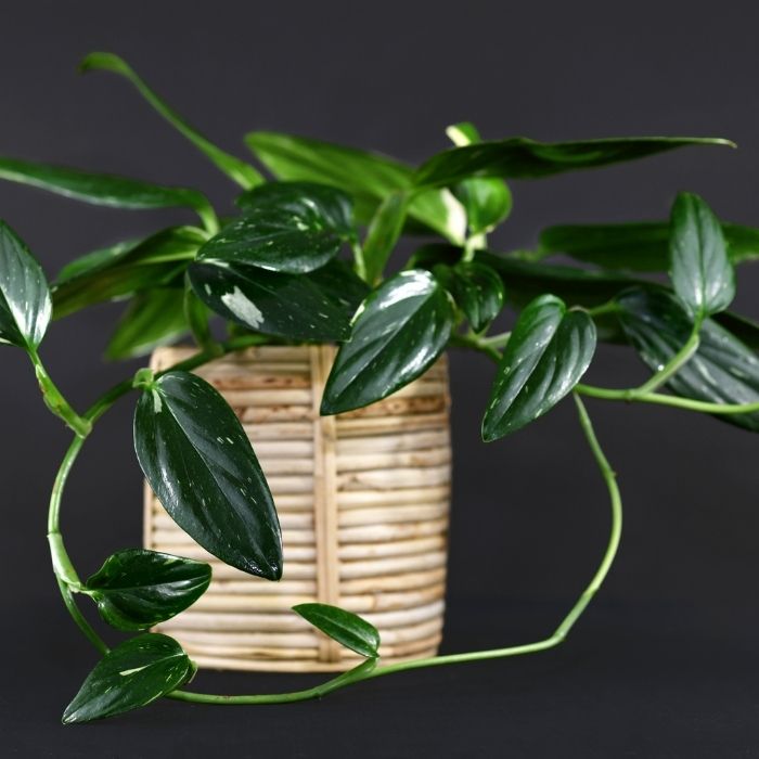 philodendron cobra for sale Monstera Standleyana