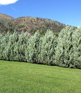 Moonglow Juniper