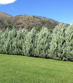 Moonglow Juniper