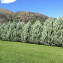 Moonglow Juniper Privacy Tree Screen for backyard landscaping