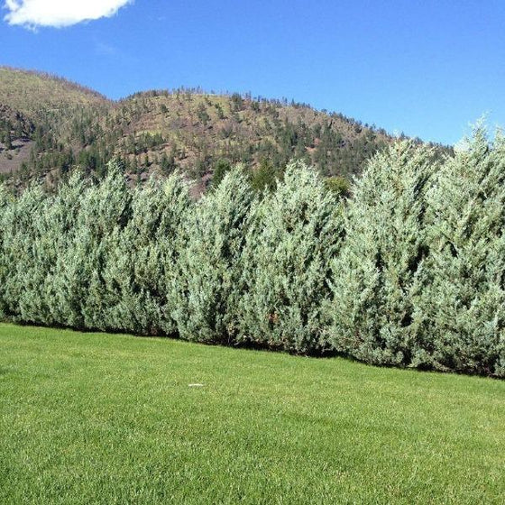 Moonglow Juniper Privacy Tree Screen for backyard landscaping