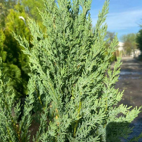 Moonglow Juniper Leaf with needle foliage at Garden Goods Direct