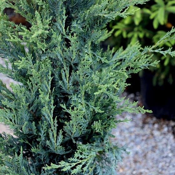 Moonglow Juniper Specimen Tree evergreen tree with needle-like foliage