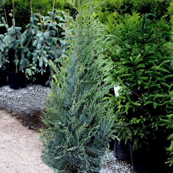 Moonglow Juniper Leaf with needle foliage privacy screen tree