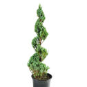 moonglow juniper spiral topiary tree trimmed in upright spiral
