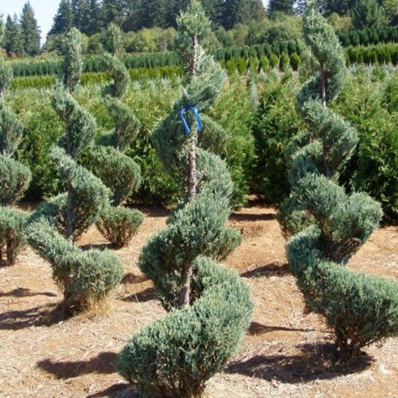 group of planted spiral moonglow juniper topiary trees freshly trimmed