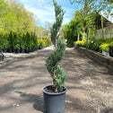 moonglow juniper spiral topiary tree with blue green foliage