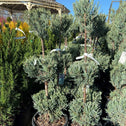 two Moonglow Juniper Three Tier Topiaries with evergreen foliage