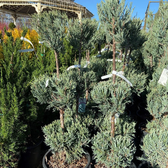 two Moonglow Juniper Three Tier Topiaries with evergreen foliage