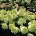 Lava Lamp Moonrock Hydrangea lite green and white conical flower cluster in full bloom