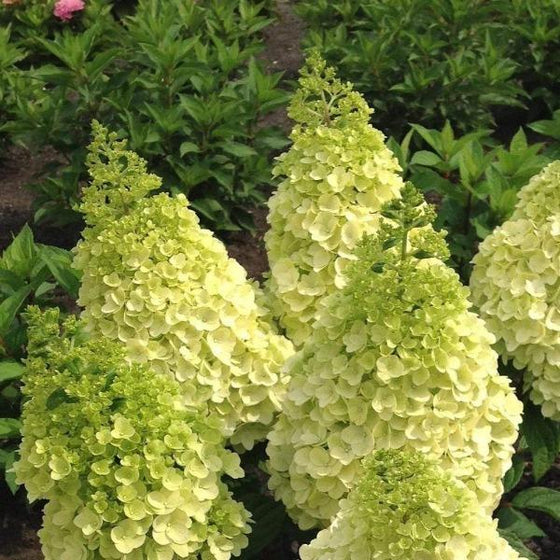 Large conical flower cluster of the Lava Lamp Moonrock with light green hues