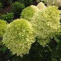 light green conical clusters of the Lava Lamp Moonstruck and dark green foliage