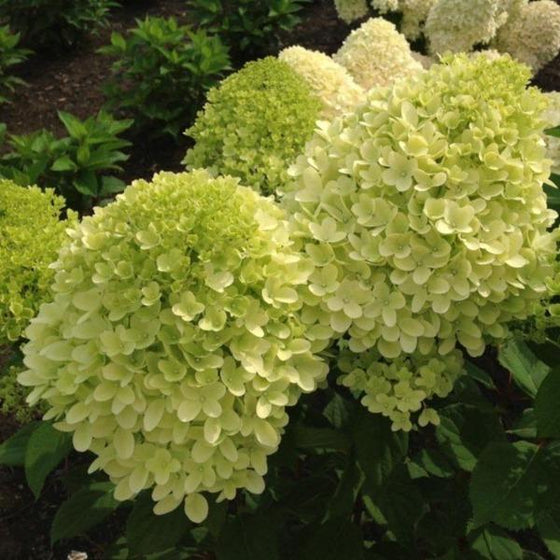 light green conical clusters of the Lava Lamp Moonstruck and dark green foliage