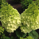 Lava Lamp Moonstruck Hydrangea blooms on its way to a full bloom